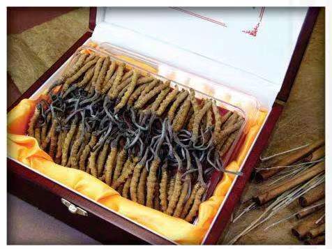 阜新冬虫夏草回收